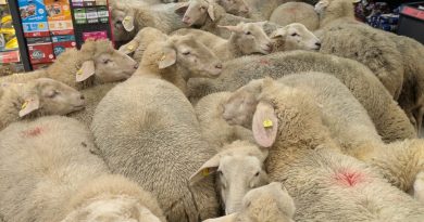 Nach Schaf-Polonaise bei PENNY – Unternehmen möchte Pate werden